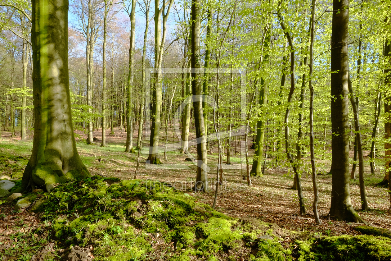 Bild-Nr.: 11745654 Frühlingswald erstellt von Ostfriese