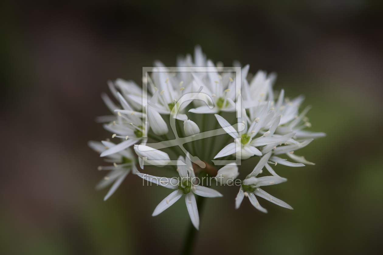 Bild-Nr.: 11745686 Bärlauchblüte erstellt von Nikoncharly