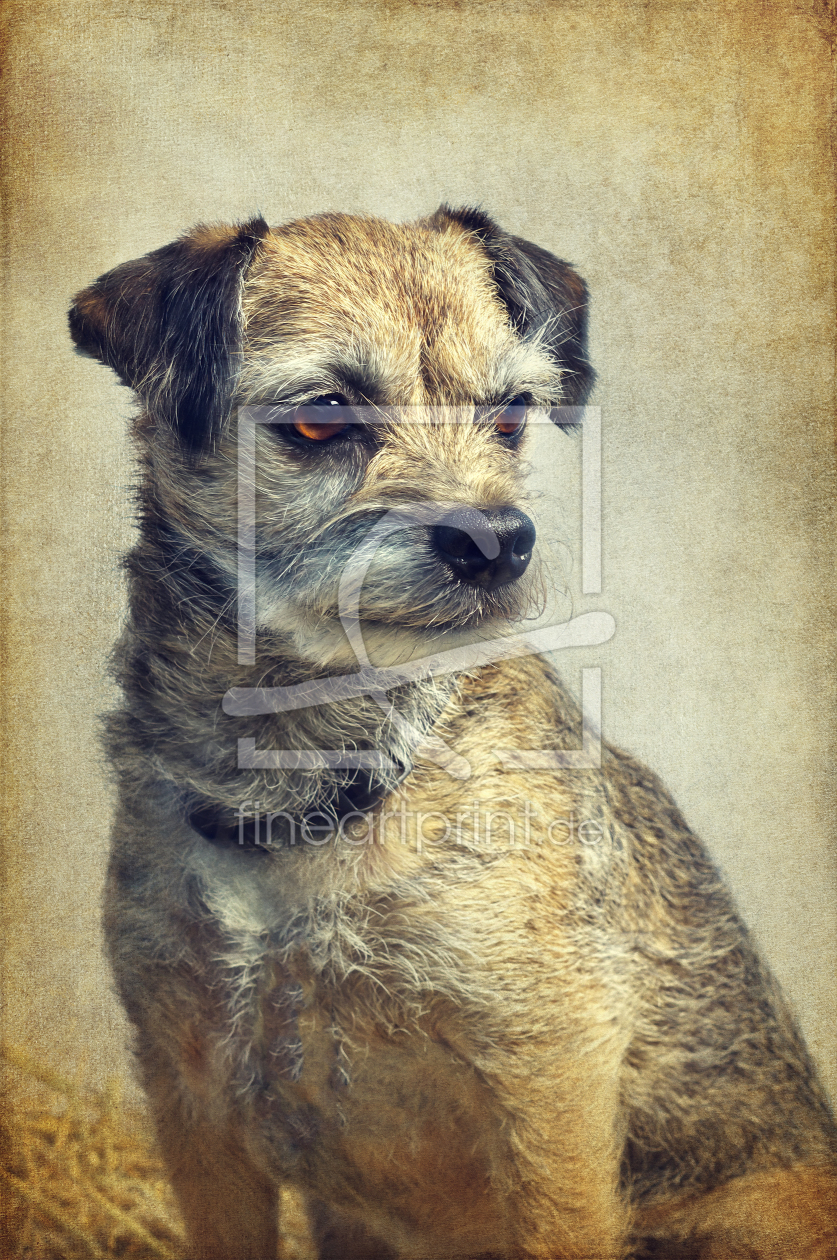 Bild-Nr.: 11745972 Border Terrier Portrait erstellt von Angela  Dölling