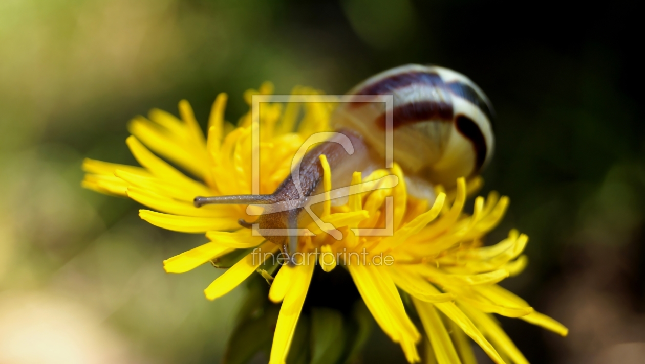 Bild-Nr.: 11746082 Kleine Gartenschnecke erstellt von MoNoir