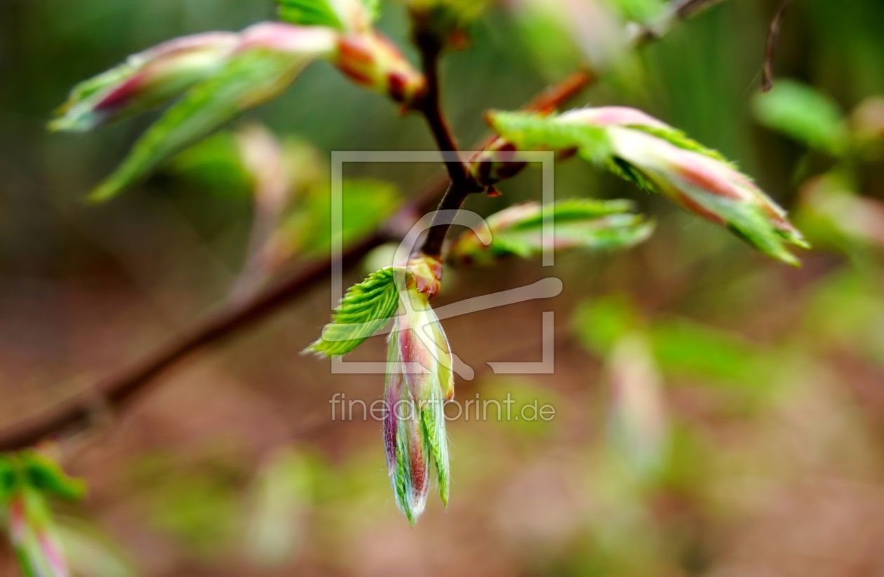 Bild-Nr.: 11746112 Haselknospen erstellt von MoNoir