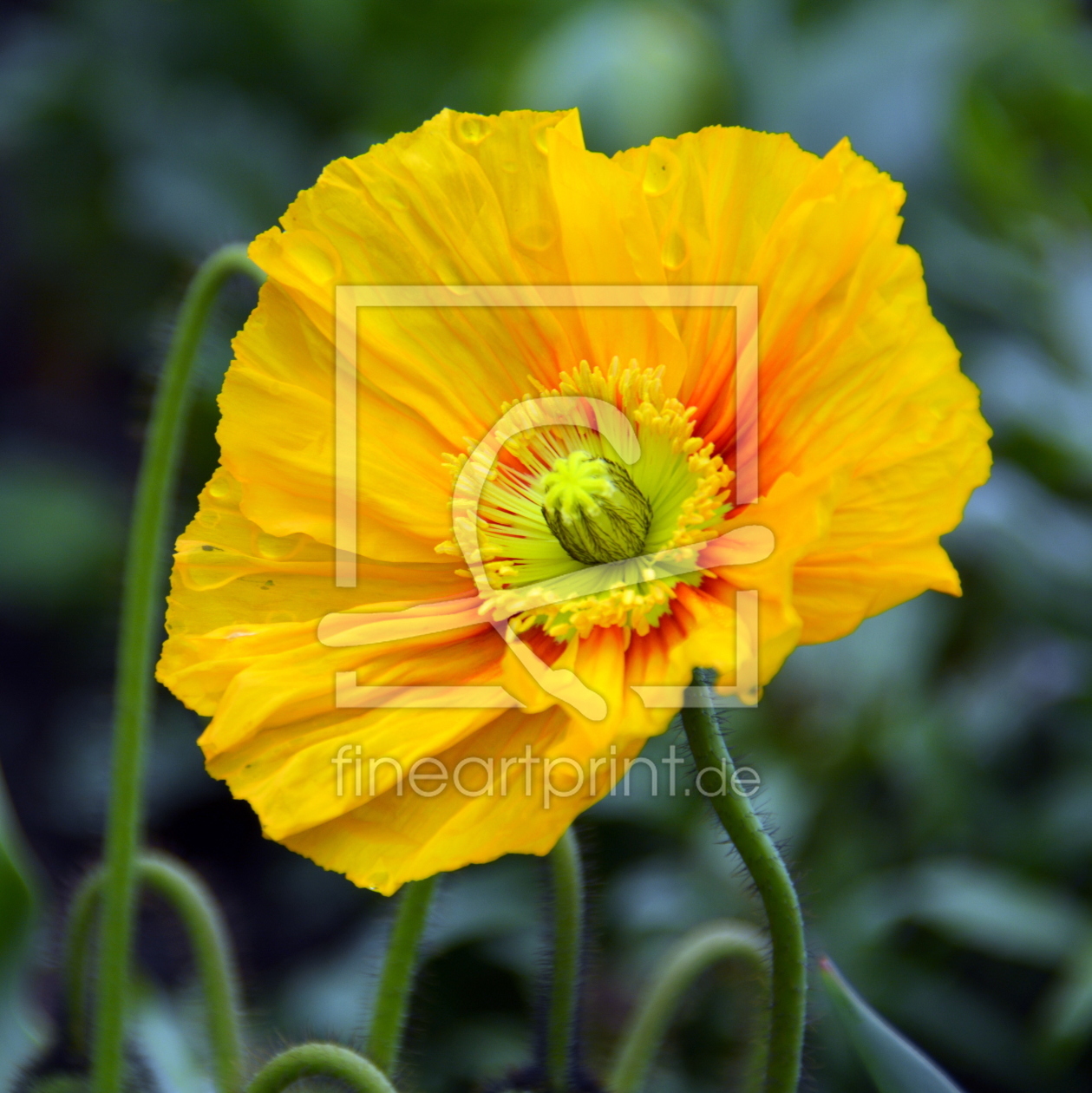 Bild-Nr.: 11746162 Islandmohn erstellt von GUGIGEI