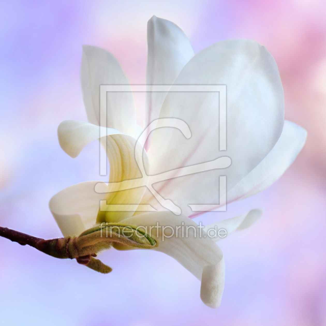 Bild-Nr.: 11746196 Magnolie erstellt von Atteloi
