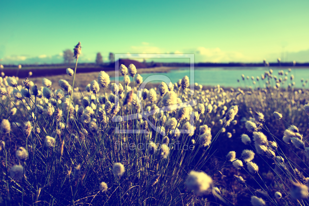 Bild-Nr.: 11746310 Wollgras einer Moorlandschaft erstellt von Tanja Riedel