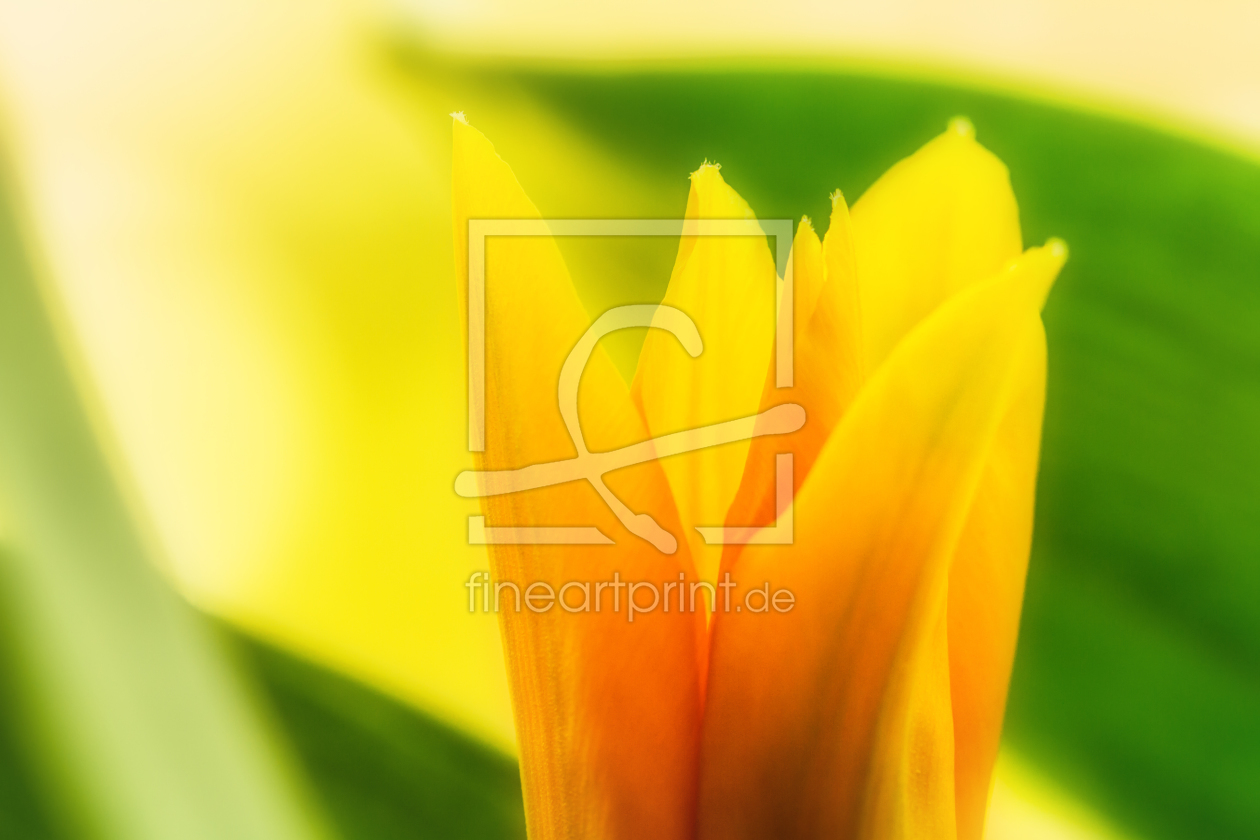 Bild-Nr.: 11746410 Yellow Tulip erstellt von PassionPhotography