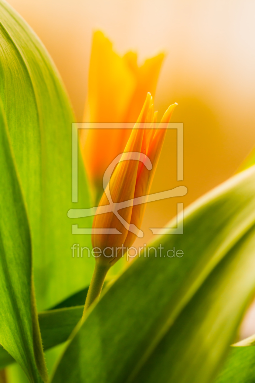 Bild-Nr.: 11746412 Yellow Tulip Twins erstellt von PassionPhotography