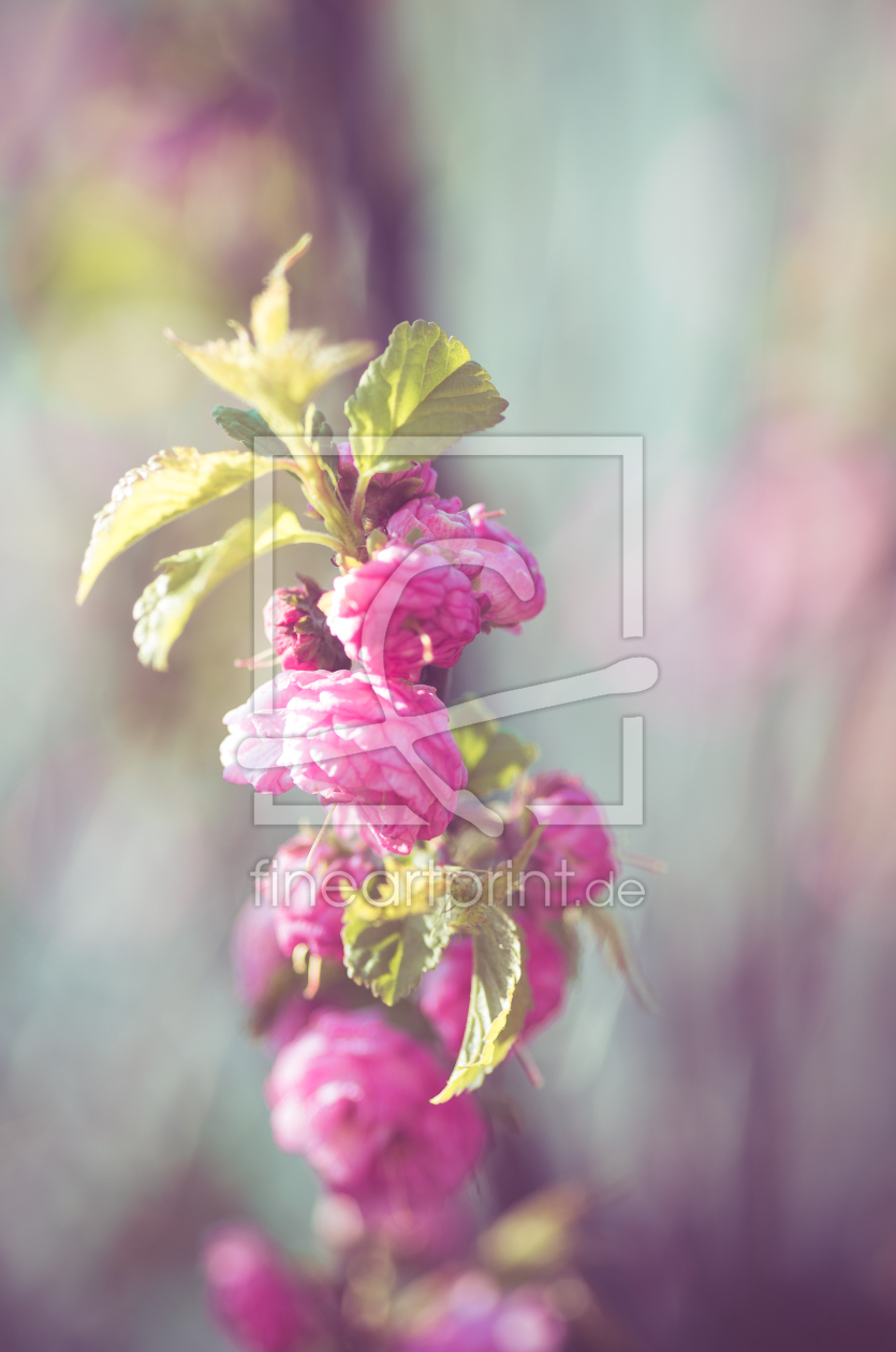 Bild-Nr.: 11746998 Mandelbaumblüte erstellt von photographies-and-more