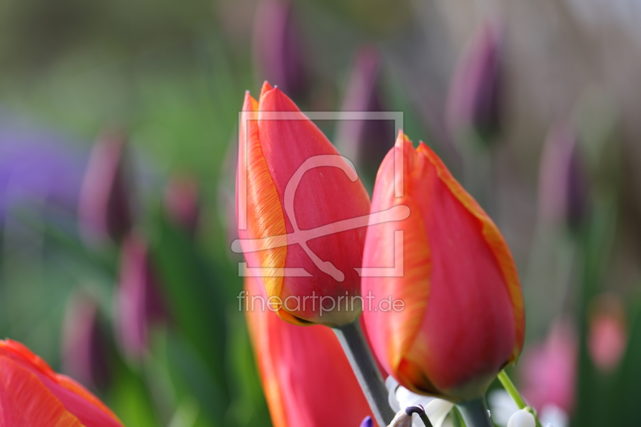 Bild-Nr.: 11747174 Rote Tulpen erstellt von Erich Werner