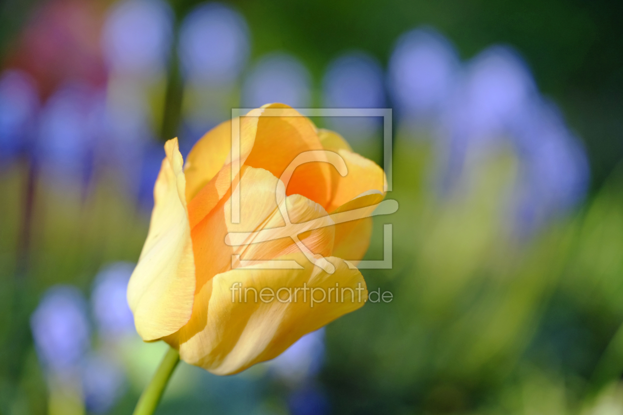 Bild-Nr.: 11747194 Tulpenblüte erstellt von Ostfriese
