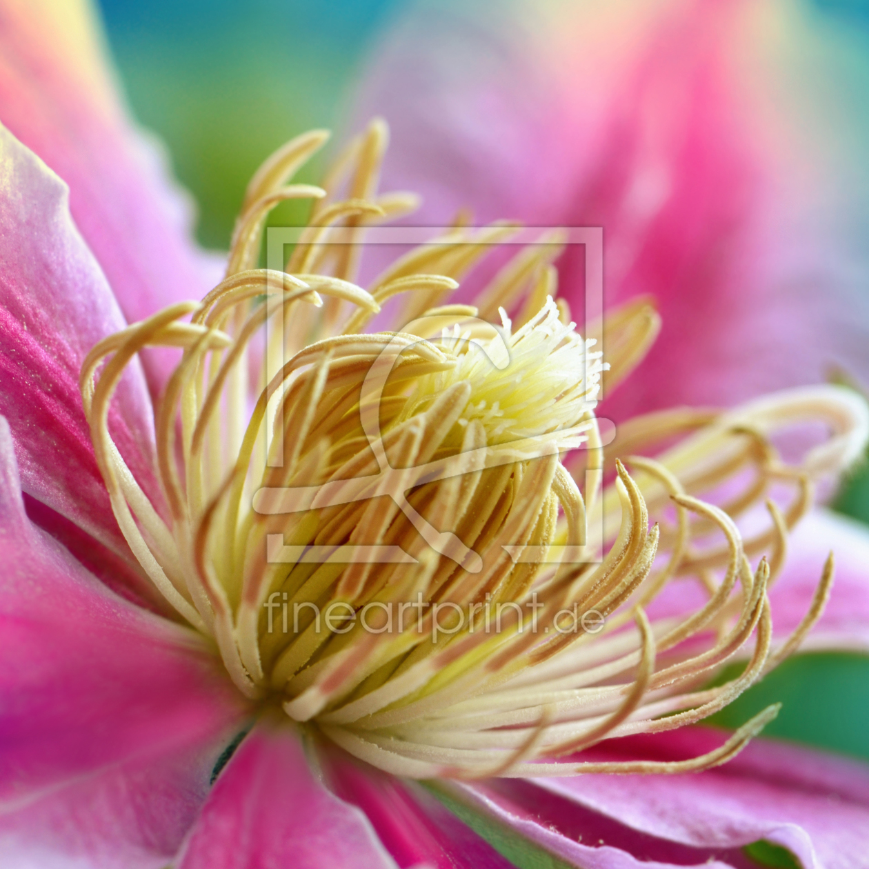 Bild-Nr.: 11747206 Clematis  erstellt von Atteloi