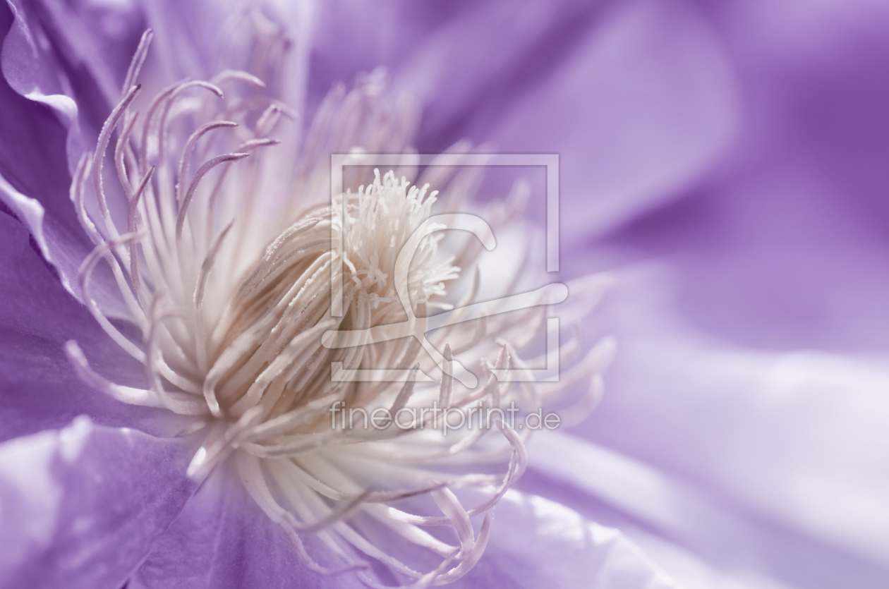 Bild-Nr.: 11747222 Clematis erstellt von Atteloi