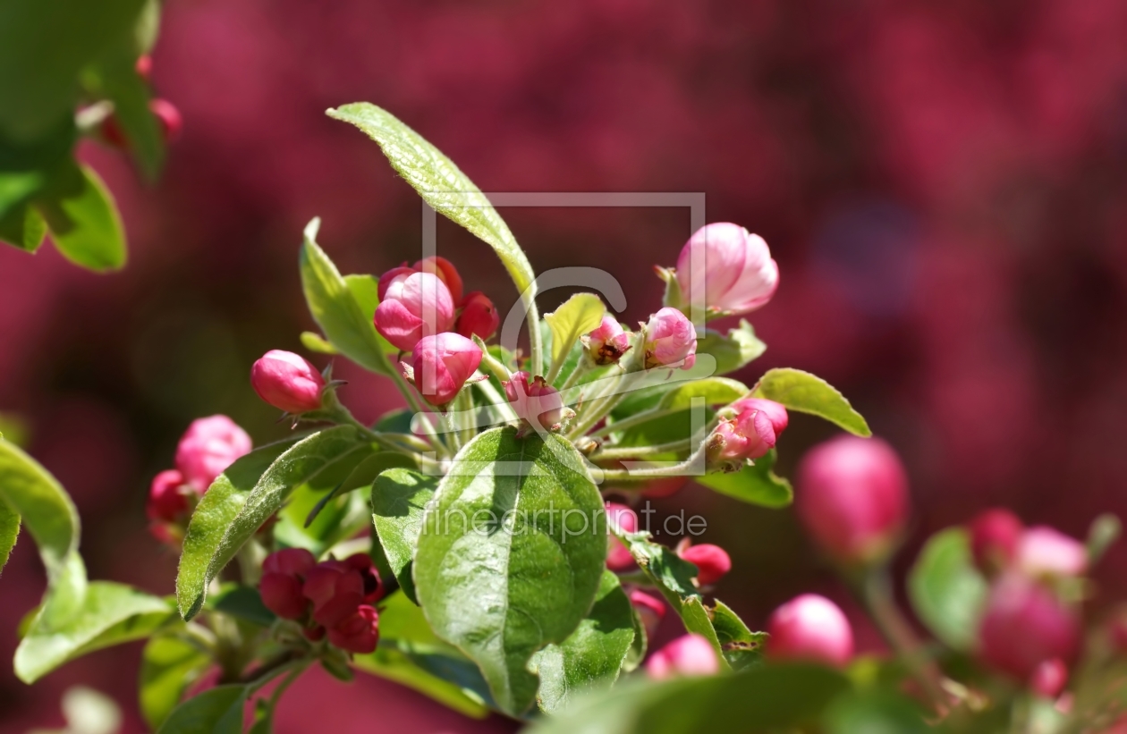 Bild-Nr.: 11747234 Apple Blossom erstellt von youhaveadream