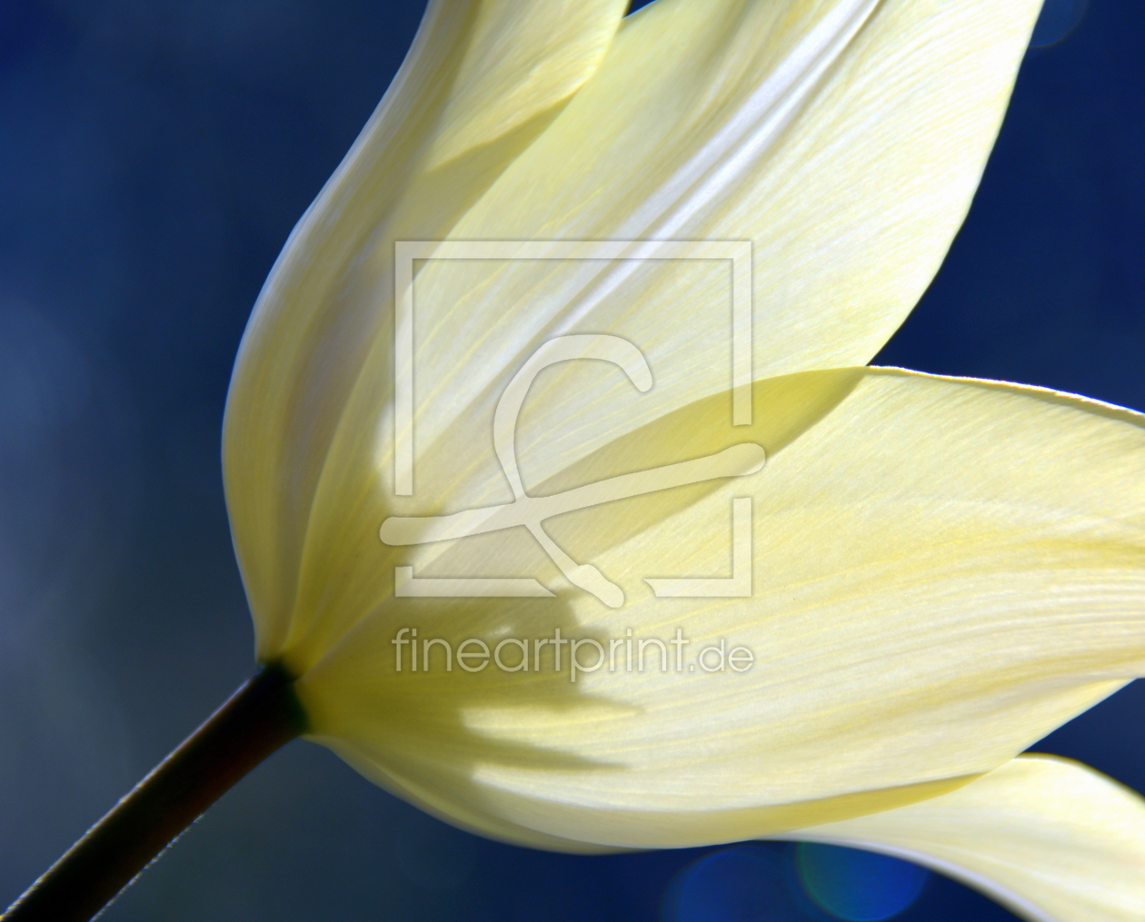 Bild-Nr.: 11747240 TULPE erstellt von GUGIGEI