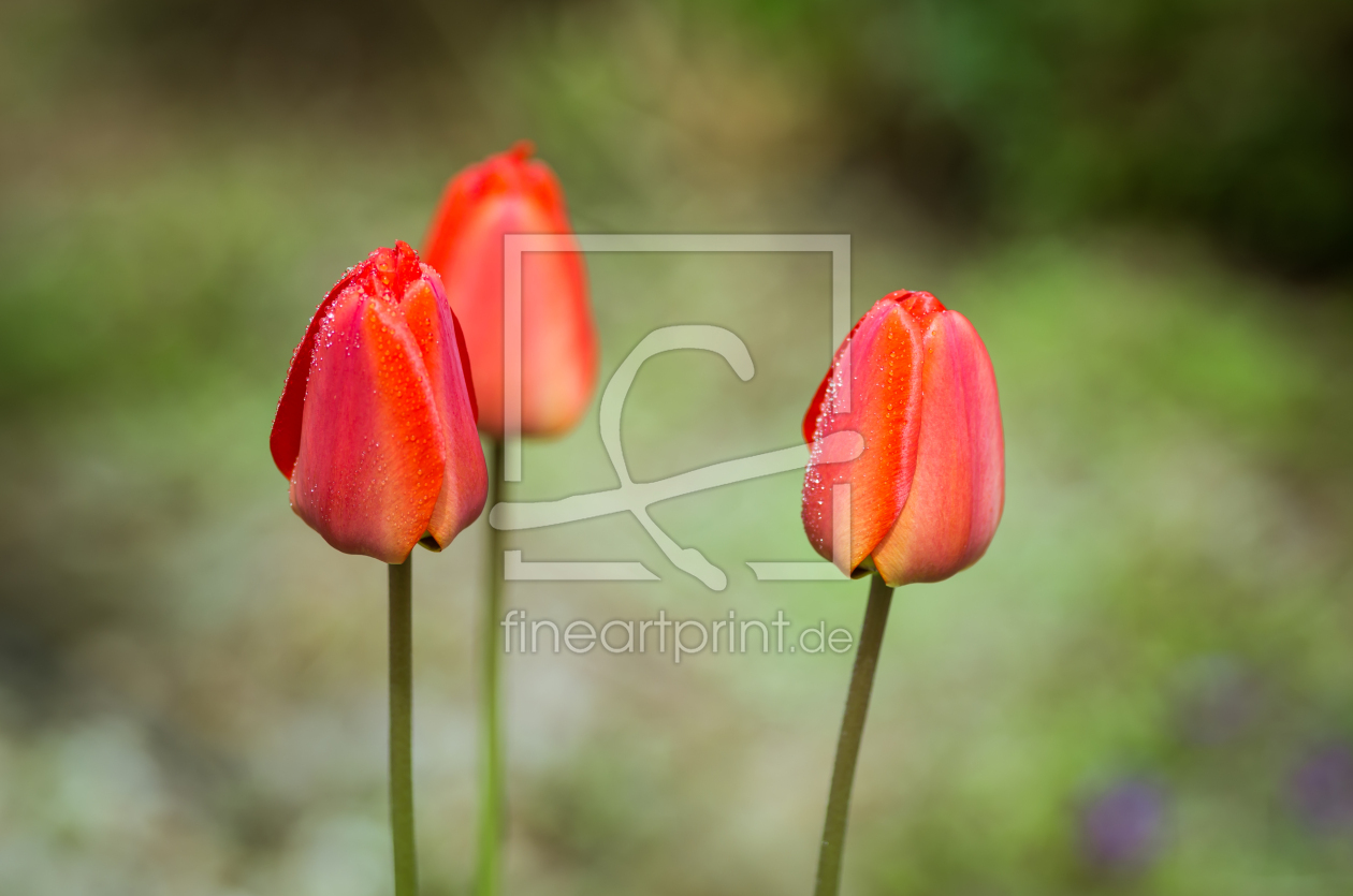 Bild-Nr.: 11747262 Tulpen im Morgentau erstellt von photographies-and-more