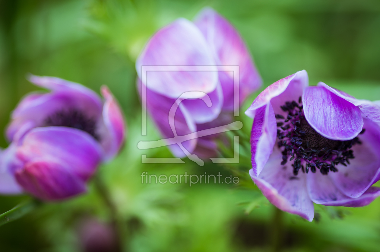 Bild-Nr.: 11747266 Anemonen erstellt von photographies-and-more