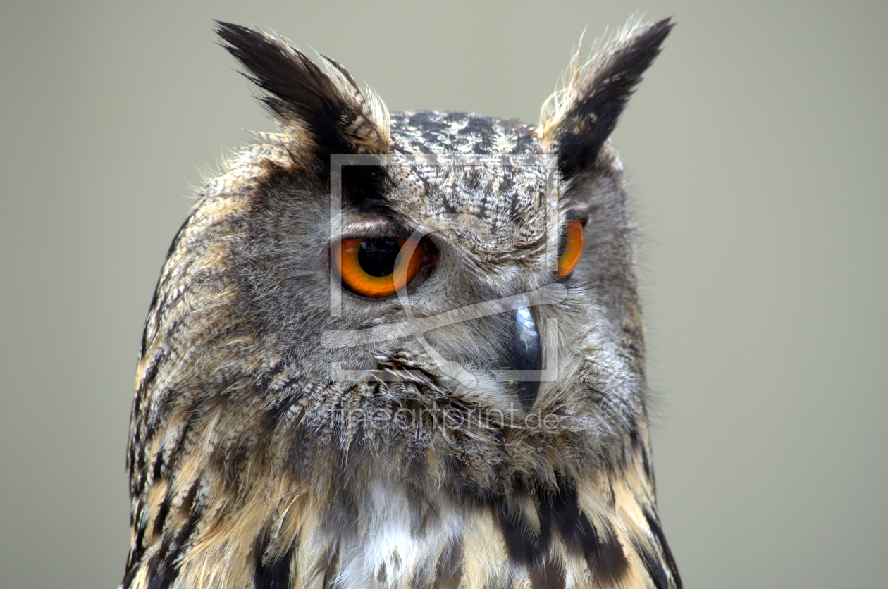 Bild-Nr.: 11747310 UHU Bild-Nr.: 11747310 UHU erstellt von Jörg Boeck