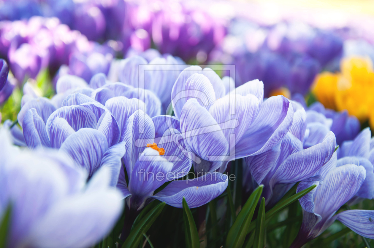 Bild-Nr.: 11747538 Springtime erstellt von AlenaTerbachFotografie