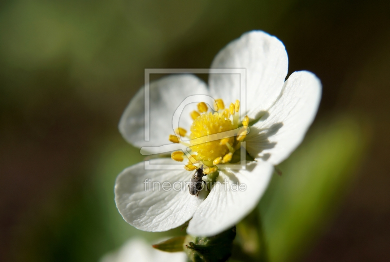 Bild-Nr.: 11747594 Besuch der Erdbeerblüte erstellt von MoNoir
