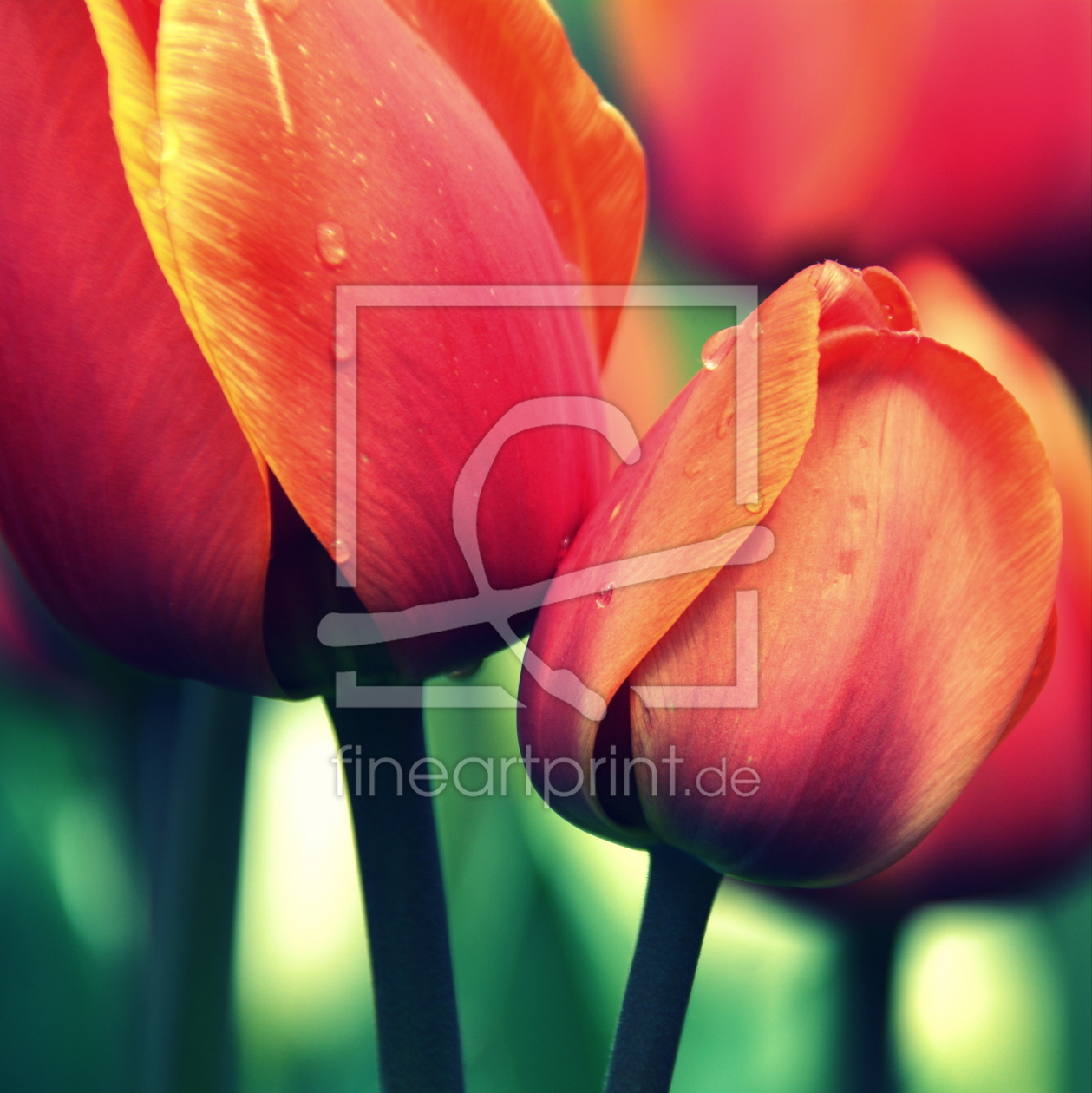 Bild-Nr.: 11747678 Tulpen erstellt von GUGIGEI