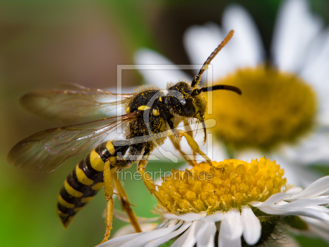 Bild-Nr.: 11748158 in der Wiese erstellt von Richard-Young