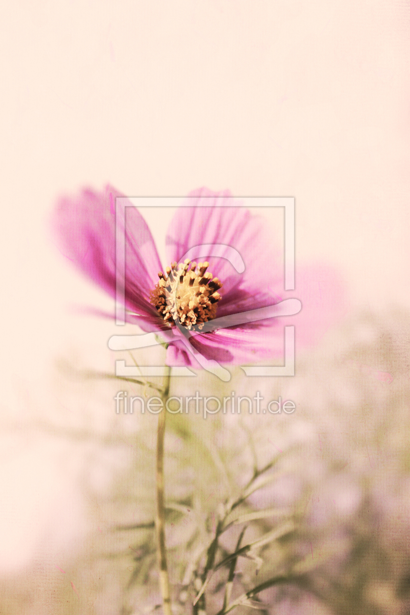 Bild-Nr.: 11748860 rosa Cosmea erstellt von DagmarMarina