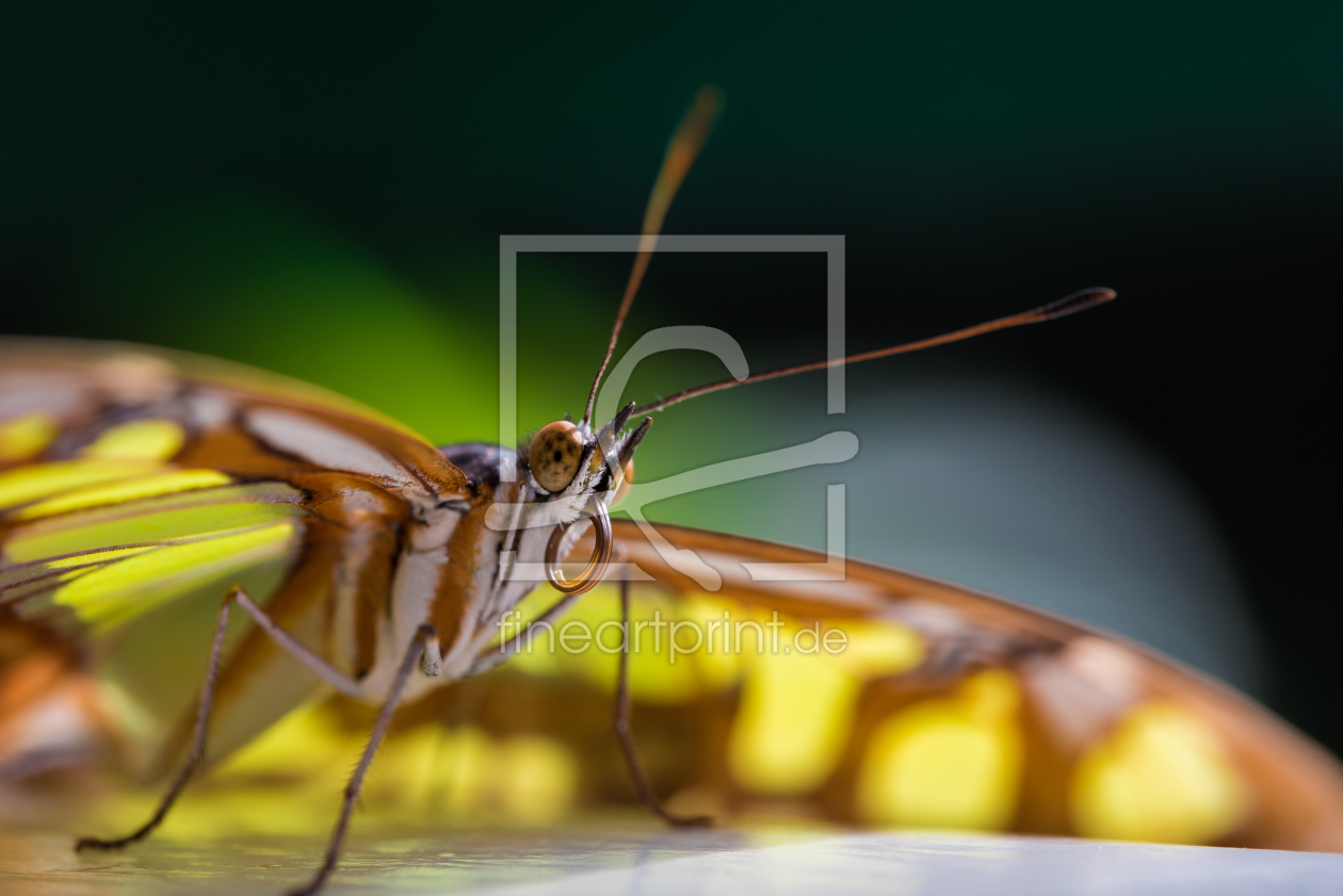 Bild-Nr.: 11749340 butterfly erstellt von Richard-Young