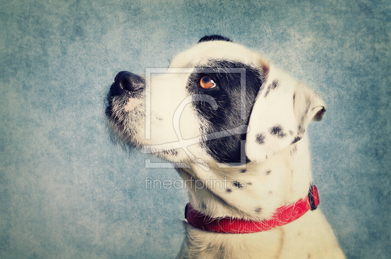 Bild-Nr.: 11749596 Hundeportrait - Boxer-Schnautzer Mix erstellt von Angela  Dölling