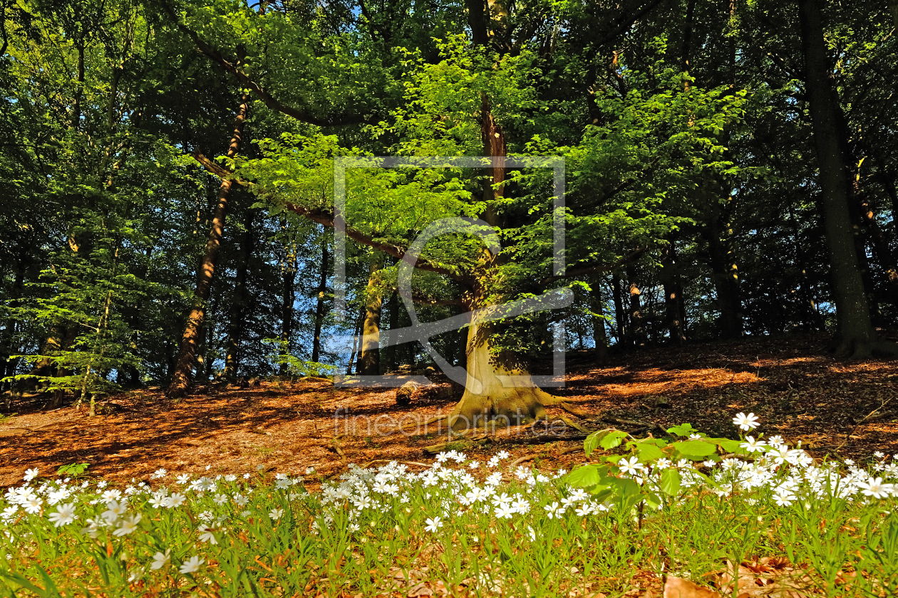 Bild-Nr.: 11749780 Wo die Röslein blühen erstellt von Ostfriese
