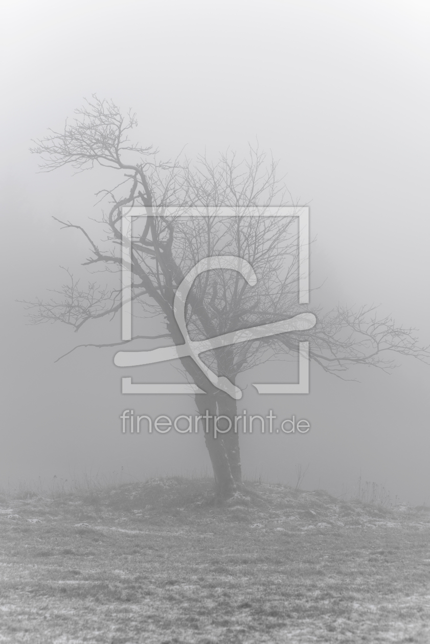 Bild-Nr.: 11749892 kahler Baum Bild-Nr.: 11749892 kahler Baum erstellt von Andrej Fangrat