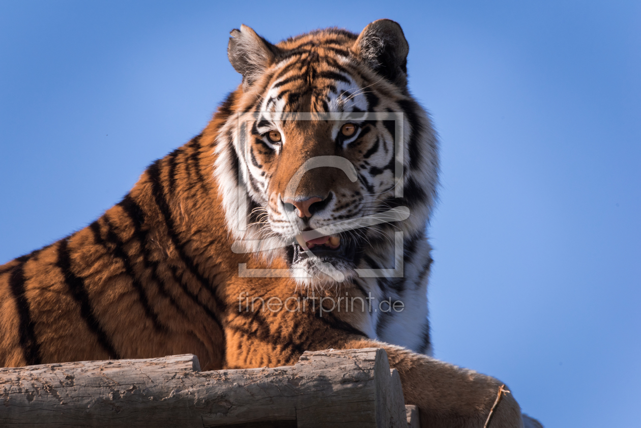 Bild-Nr.: 11750370 Sibirischer Tiger Bild-Nr.: 11750370 Sibirischer Tiger erstellt von Richard-Young