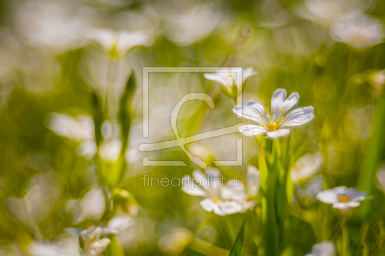 Bild-Nr.: 11751310 Frühling leuchtet erstellt von FotoDeHRO