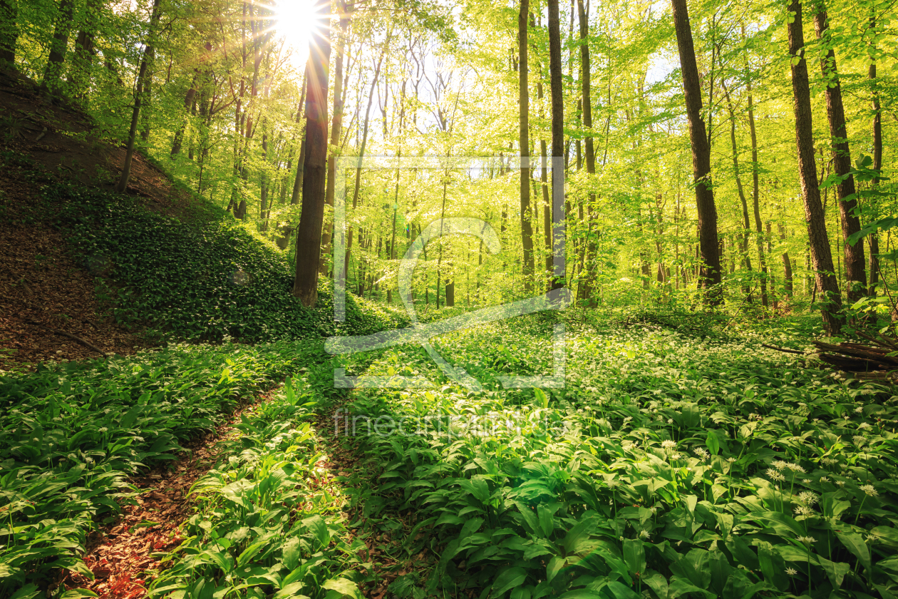 Bild-Nr.: 11751436 Sonnenschein im Bärlauchwald erstellt von Oliver Henze