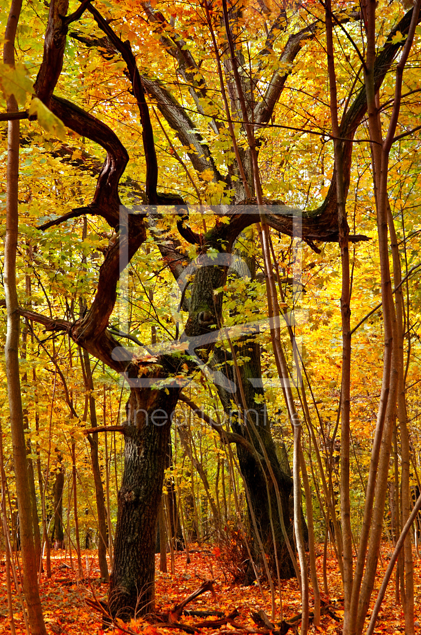 Bild-Nr.: 11751612 Herbstbäume erstellt von Atteloi