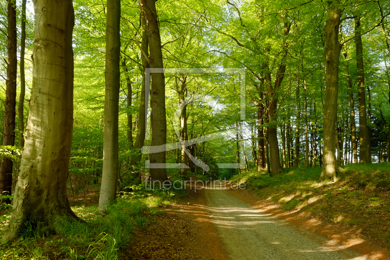 Bild-Nr.: 11751806 Sonniger Waldweg erstellt von Ostfriese