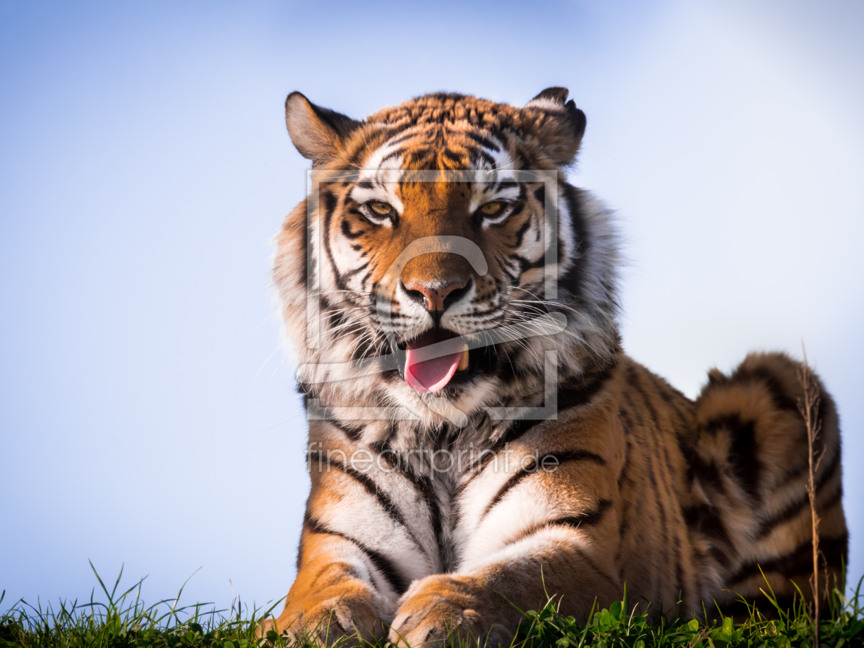 Bild-Nr.: 11752056 Sibirischer Tiger erstellt von Richard-Young
