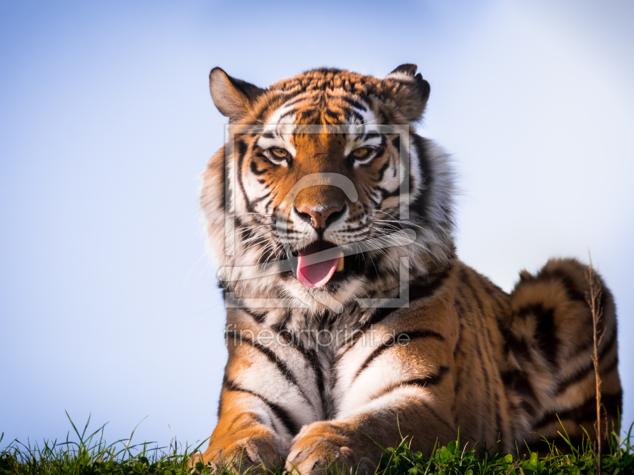Bild-Nr.: 11752056 Sibirischer Tiger Bild-Nr.: 11752056 Sibirischer Tiger erstellt von Richard-Young