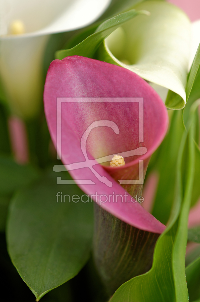 Bild-Nr.: 11752080 Calla-Eleganz 2 erstellt von Rolf Eschbach