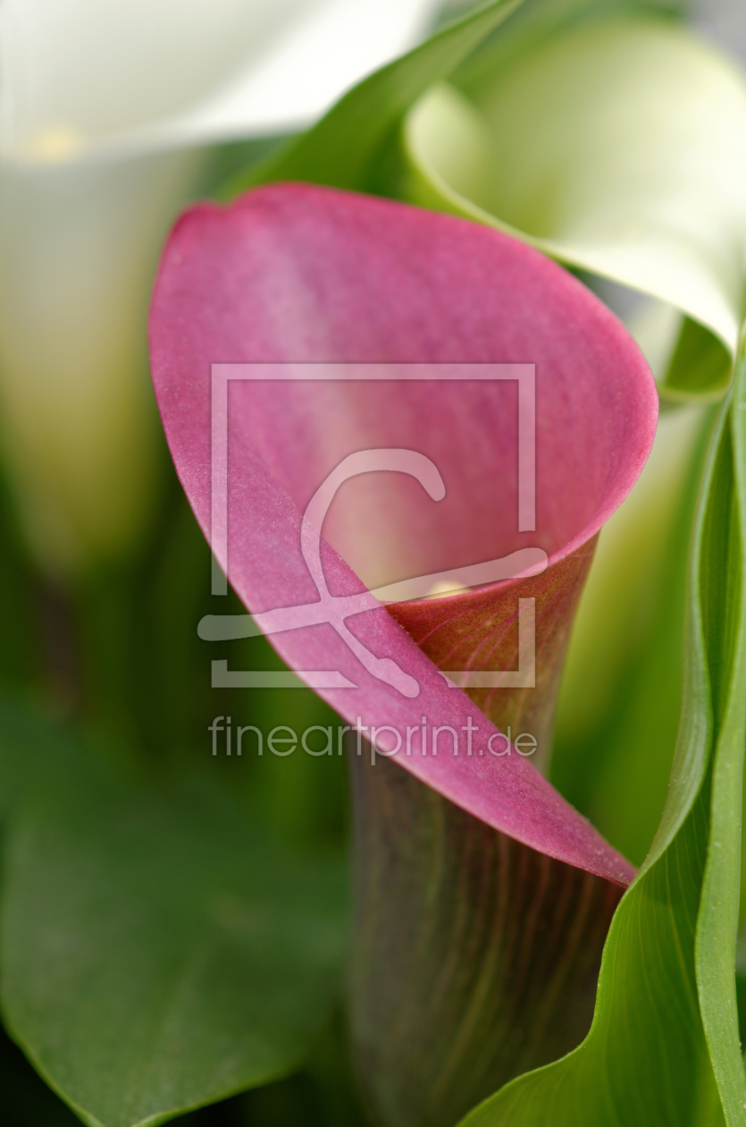 Bild-Nr.: 11752092 Calla-Eleganz erstellt von Rolf Eschbach