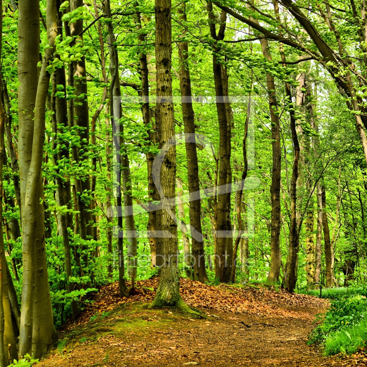 Bild-Nr.: 11752130 Wald im Quadrat erstellt von Gisela Scheffbuch