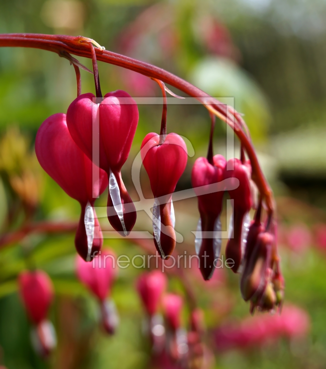 Bild-Nr.: 11752346 Blumen mit Herz erstellt von MoNoir