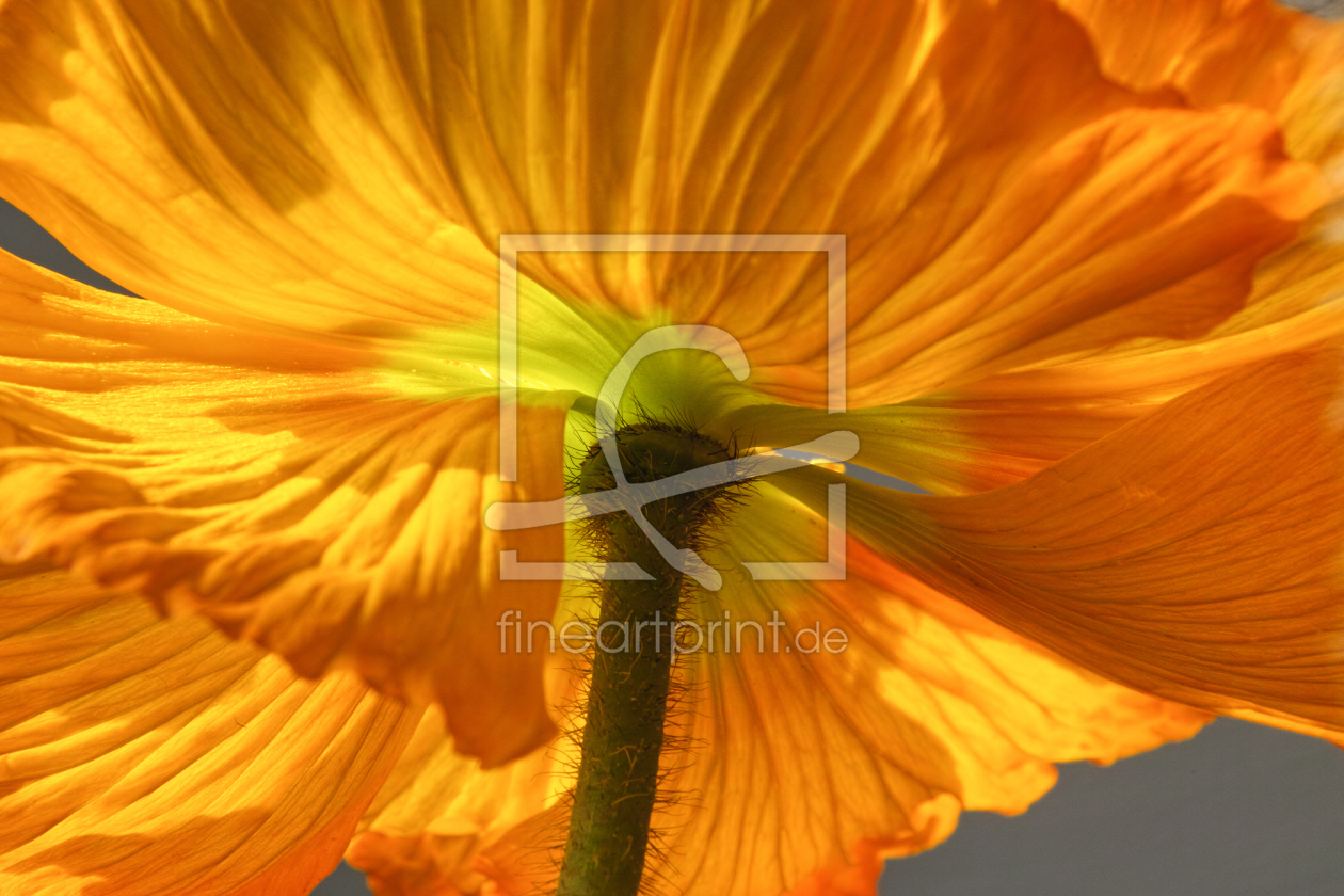 Bild-Nr.: 11753186 orange Mohnblüte erstellt von Parzifal