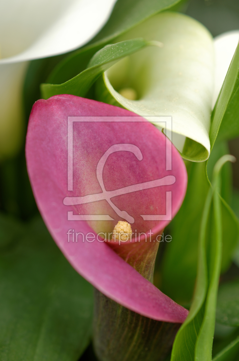 Bild-Nr.: 11753380 Calla-Eleganz 4 erstellt von Rolf Eschbach