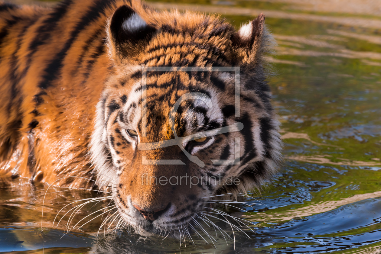 Bild-Nr.: 11754116 Sibirischer Tiger erstellt von Richard-Young