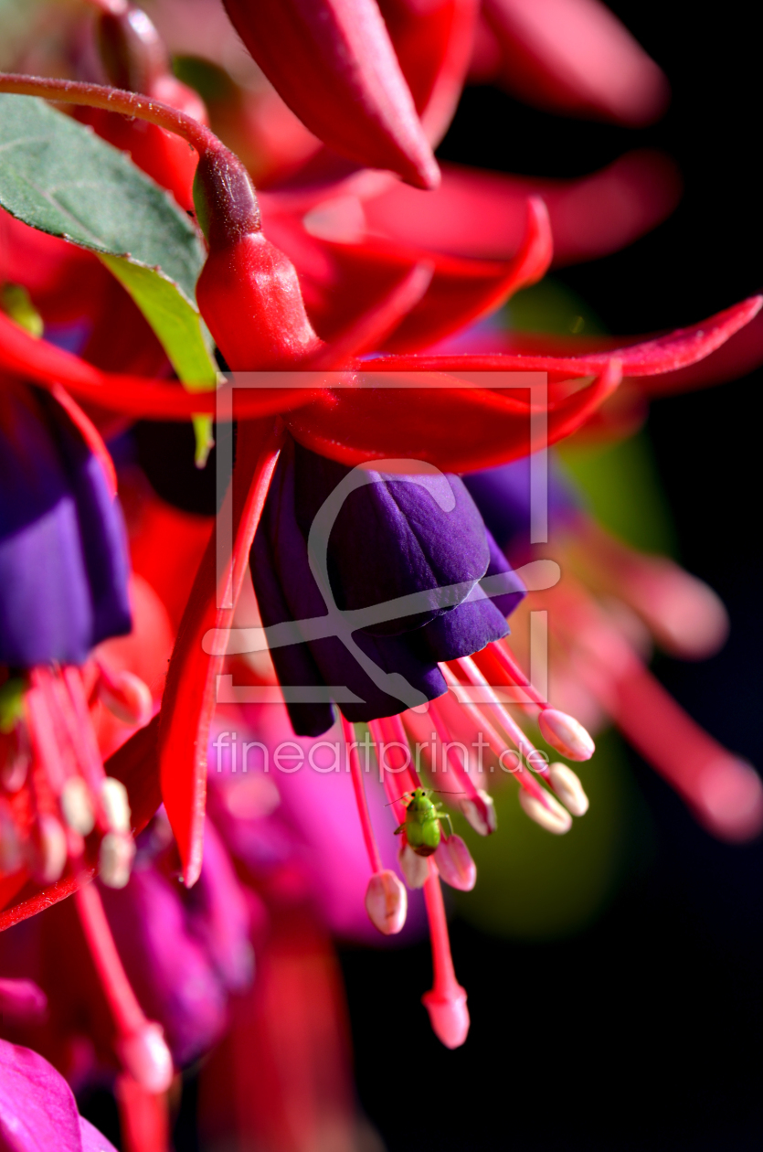 Bild-Nr.: 11754304 Fuchsia  erstellt von Atteloi