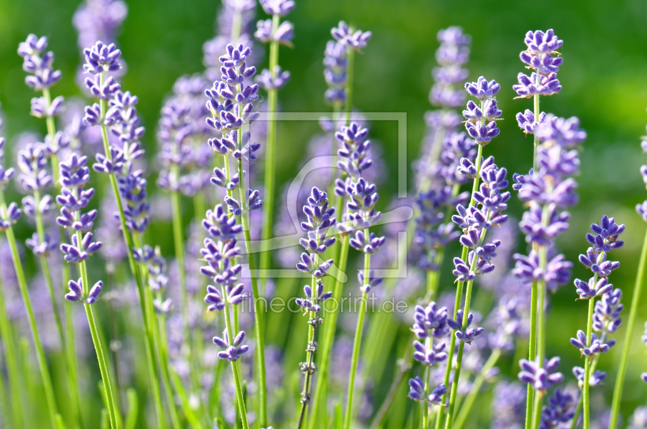 Bild-Nr.: 11754314 Lavendel erstellt von Atteloi