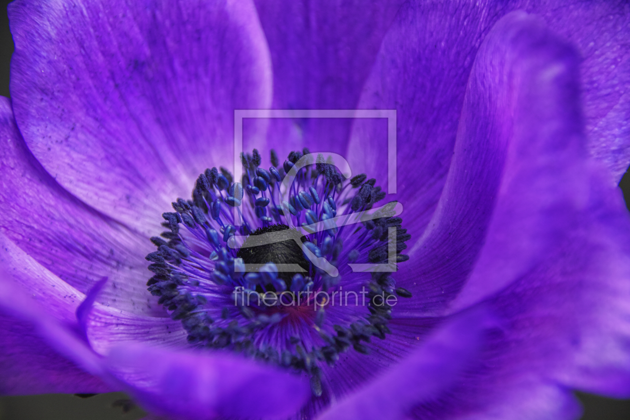 Bild-Nr.: 11754442 blaue Anemone erstellt von Parzifal