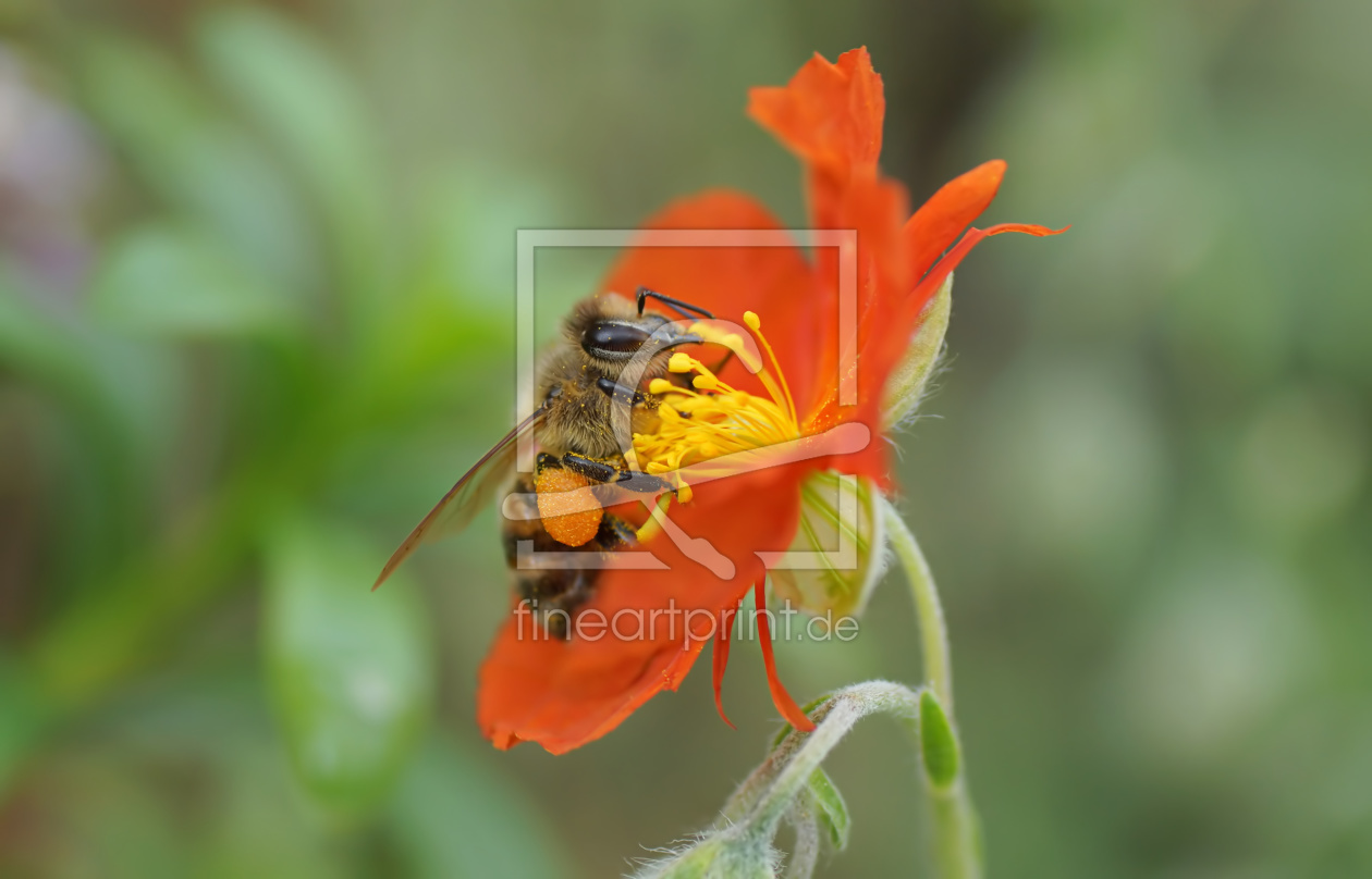 Bild-Nr.: 11754706 Honeybee erstellt von youhaveadream