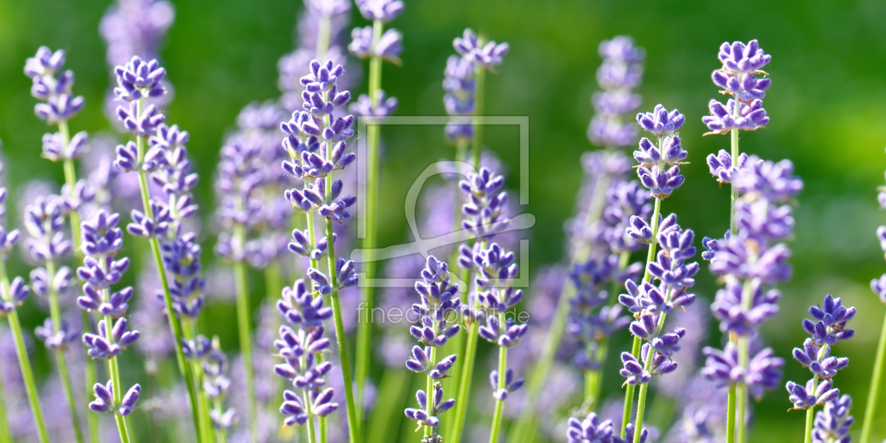 Bild-Nr.: 11754744 Lavendel erstellt von Atteloi