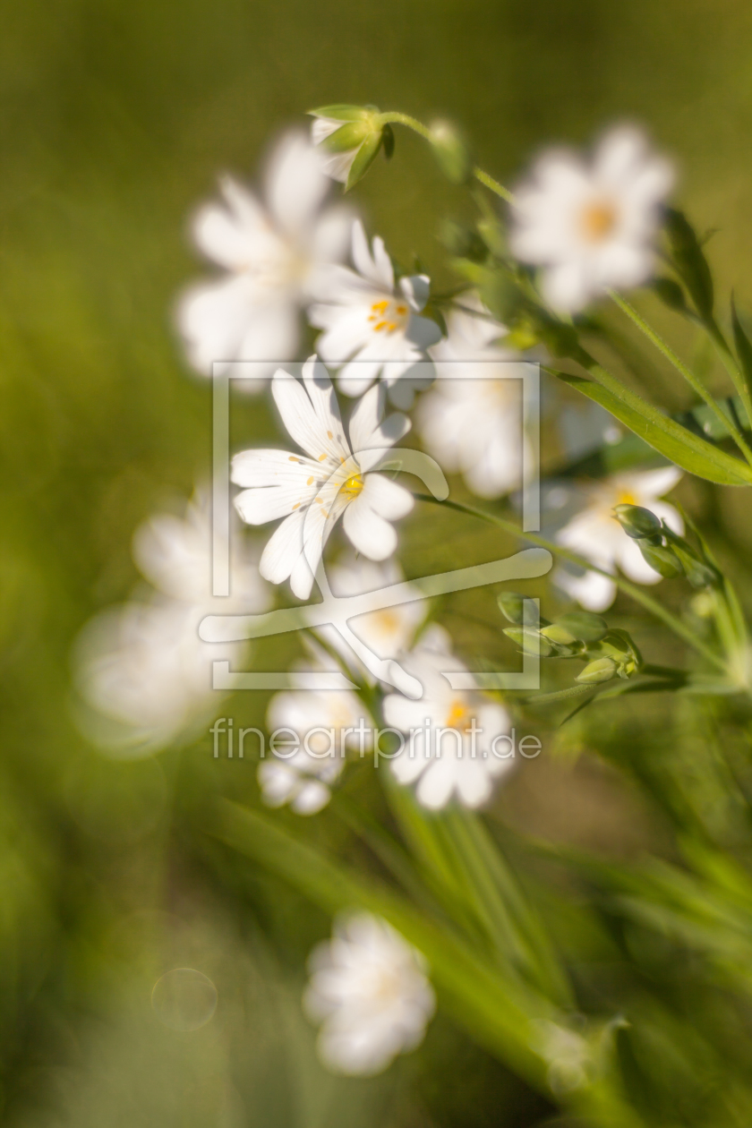 Bild-Nr.: 11754932 Frühling erstellt von FotoDeHRO