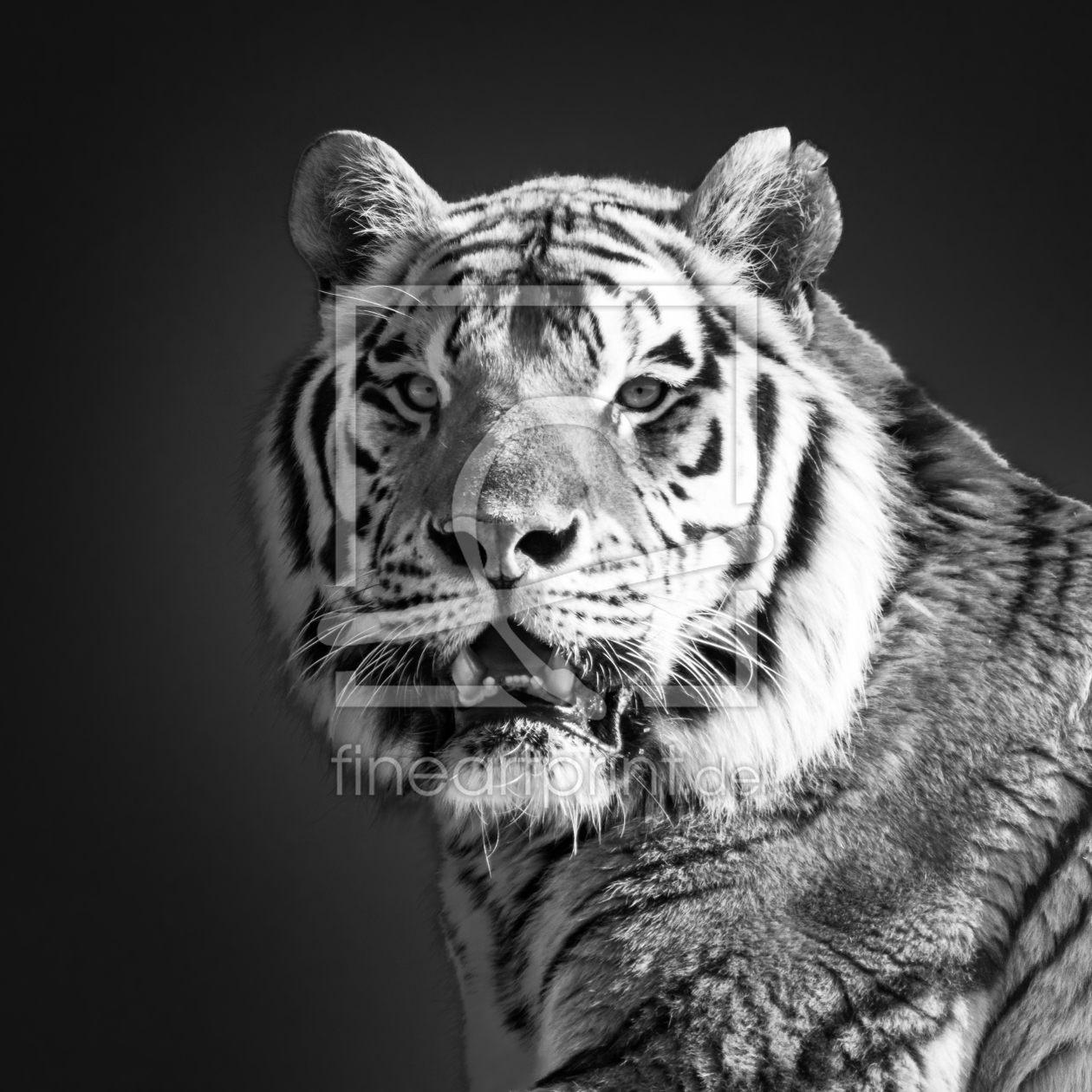 Bild-Nr.: 11755432 Sibirischer Tiger erstellt von Richard-Young